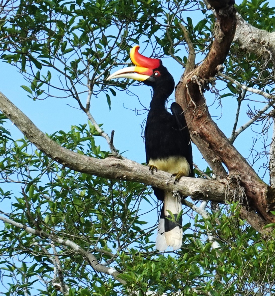 Rhinoceros Hornbill - ML641401375
