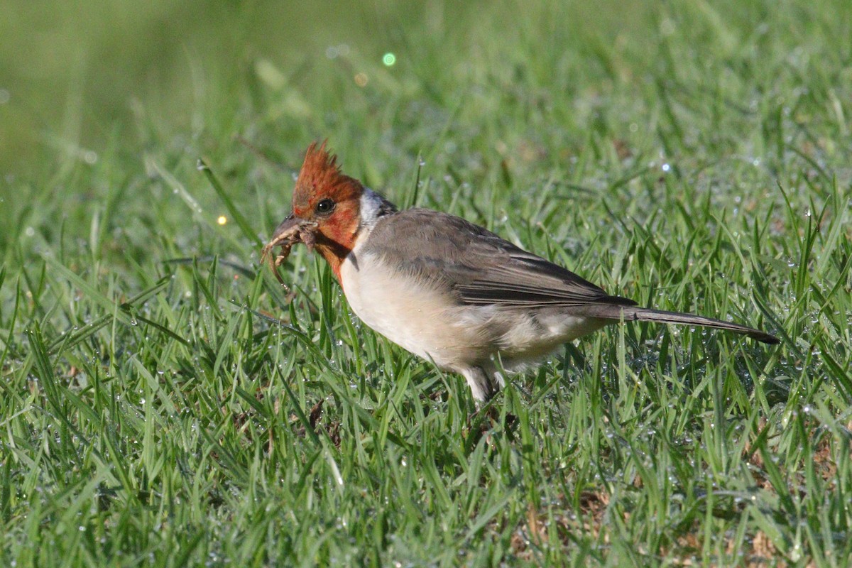 Red-crested Cardinal - ML641401381