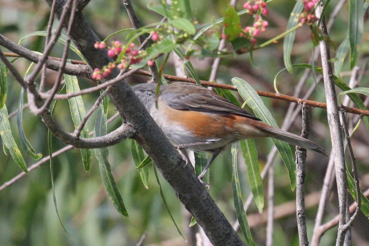 Gray-throated Warbling Finch - ML641401390