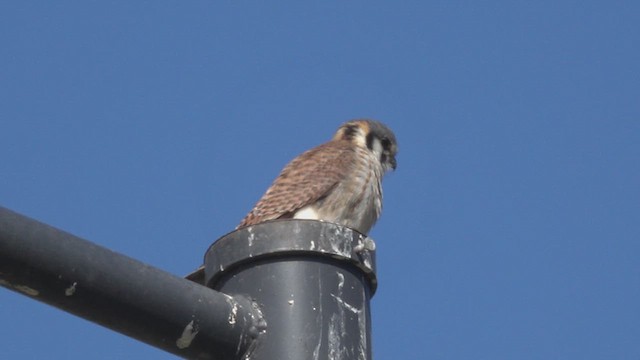 American Kestrel - ML641401397