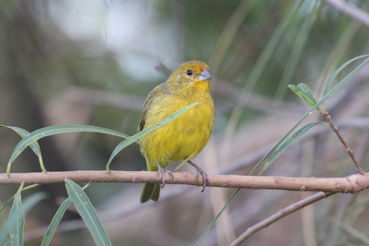 Saffron Finch - ML641401398