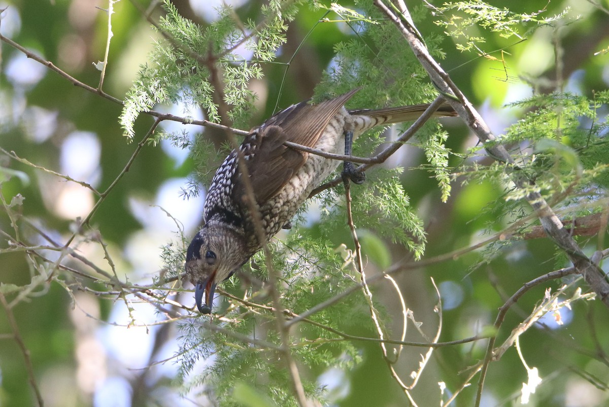 Regent Bowerbird - ML641401401