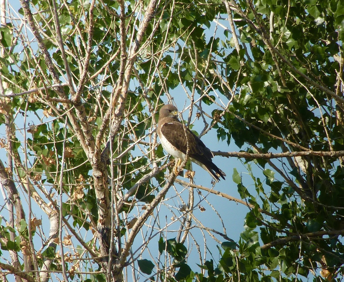 Swainson's Hawk - ML64140141