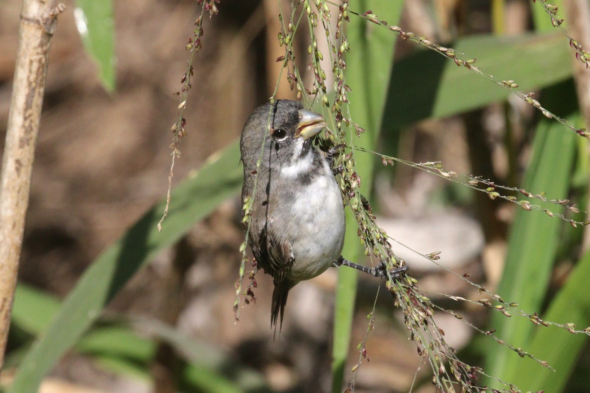 Double-collared Seedeater - ML641401416