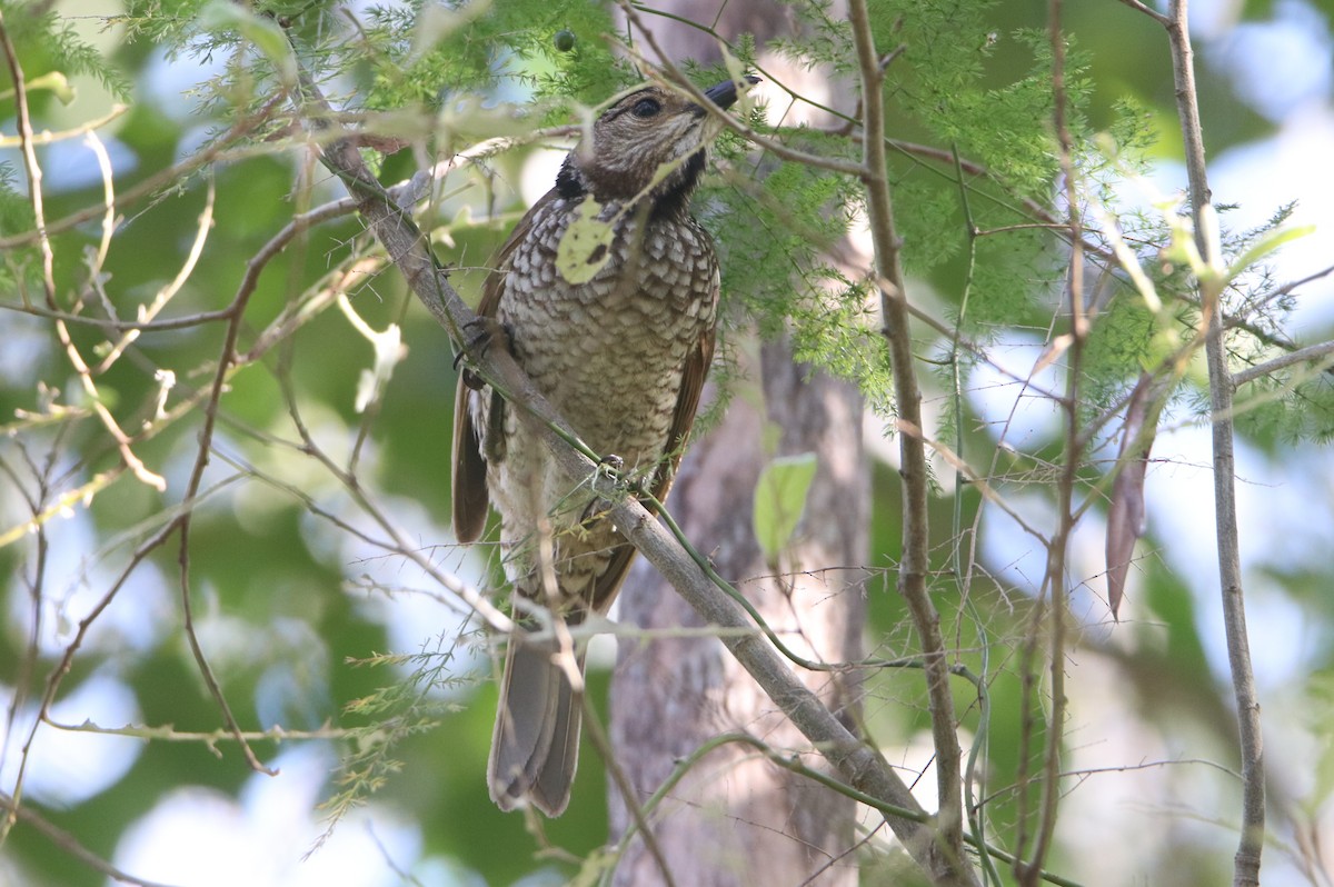 Regent Bowerbird - ML641401418