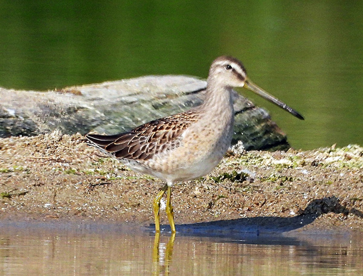Bécassin à long bec - ML641401444
