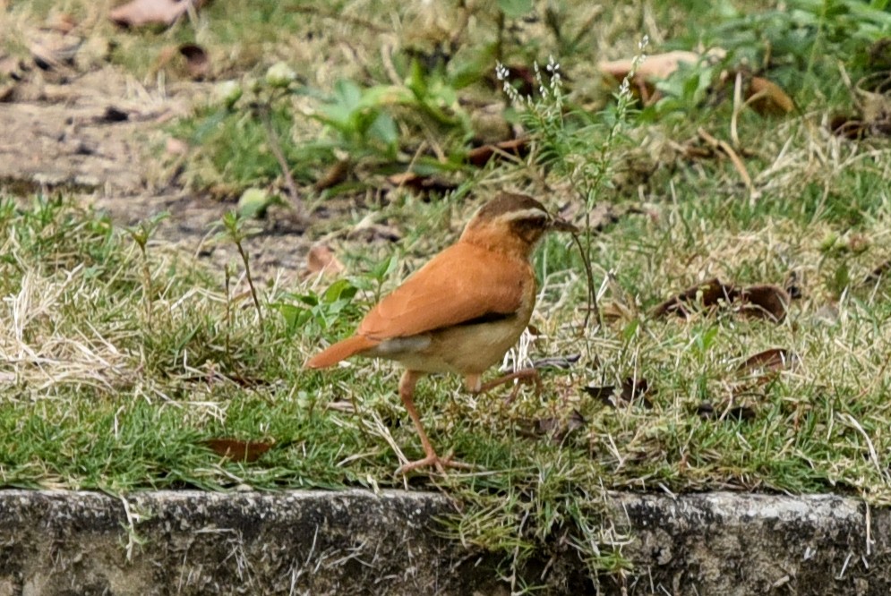 Pale-legged Hornero - ML641401494