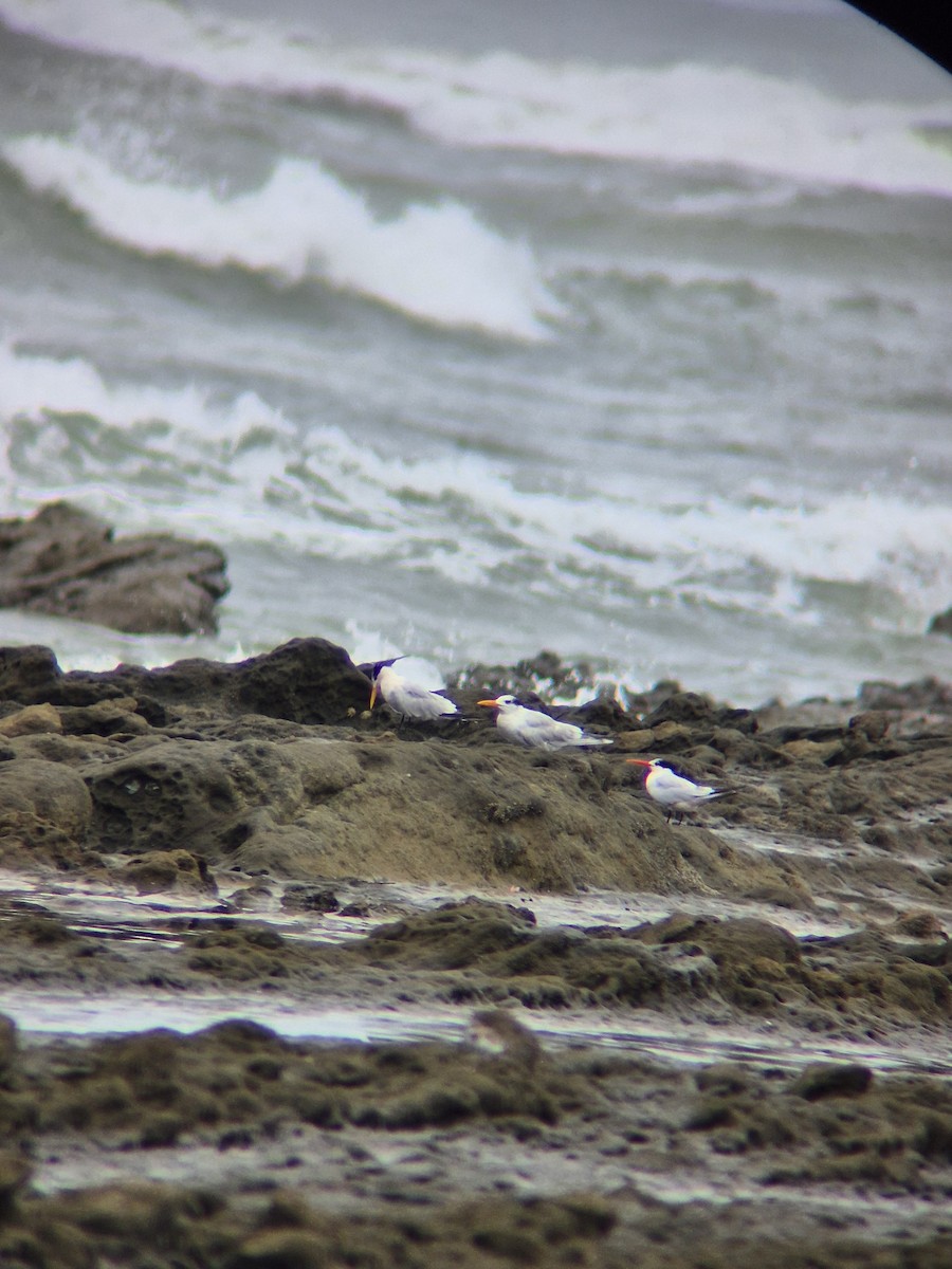 Royal Tern - ML641401516