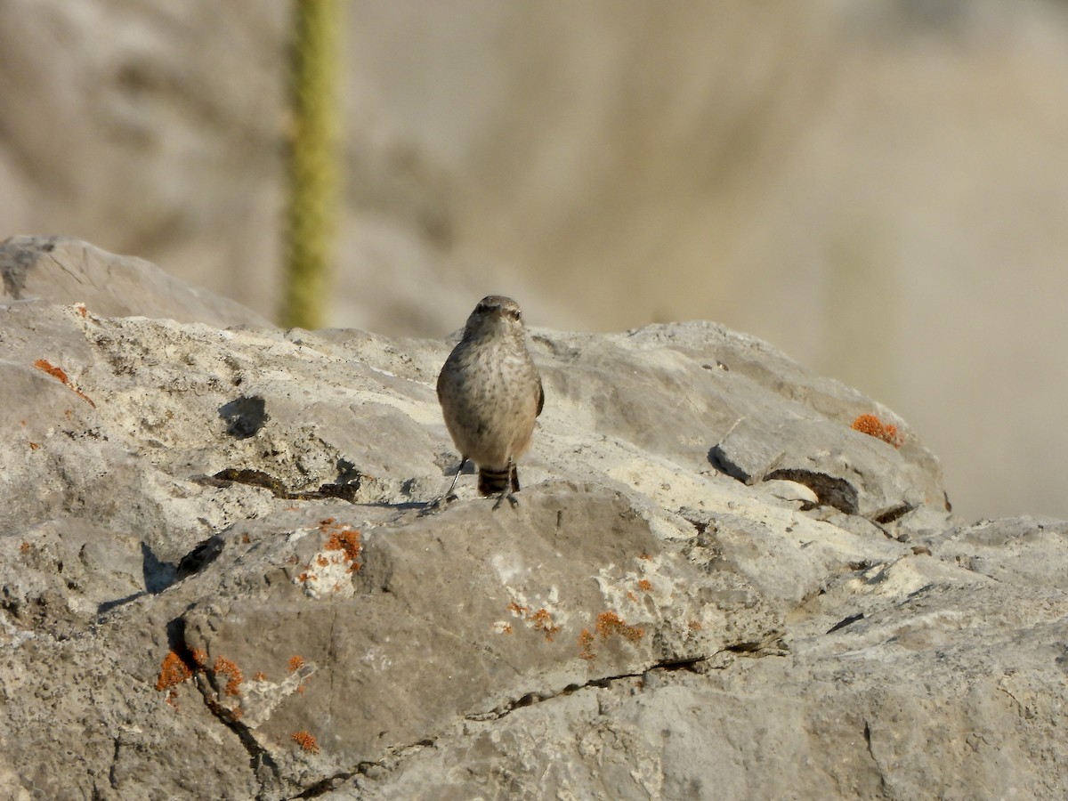 Rock Wren - ML641401528