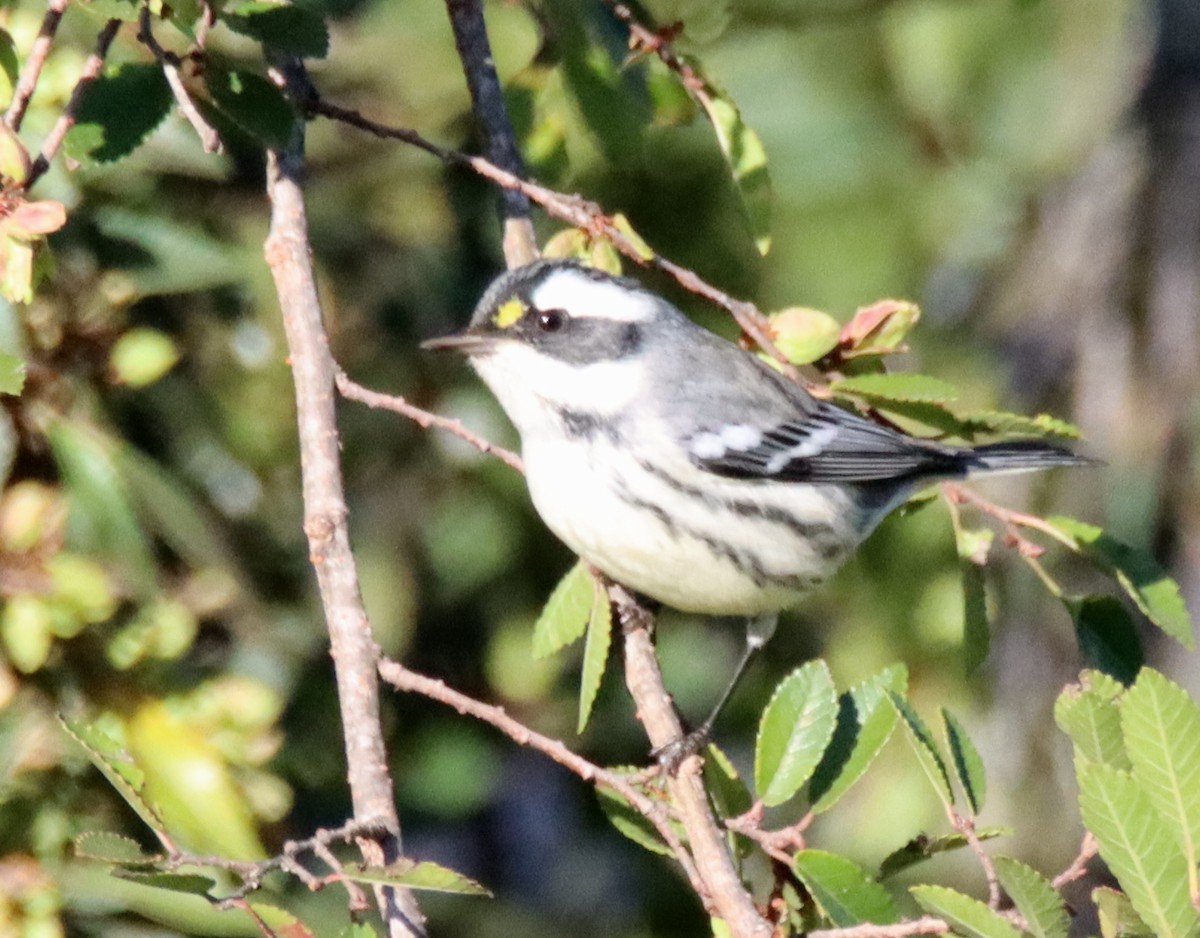 Black-throated Gray Warbler - ML641401535
