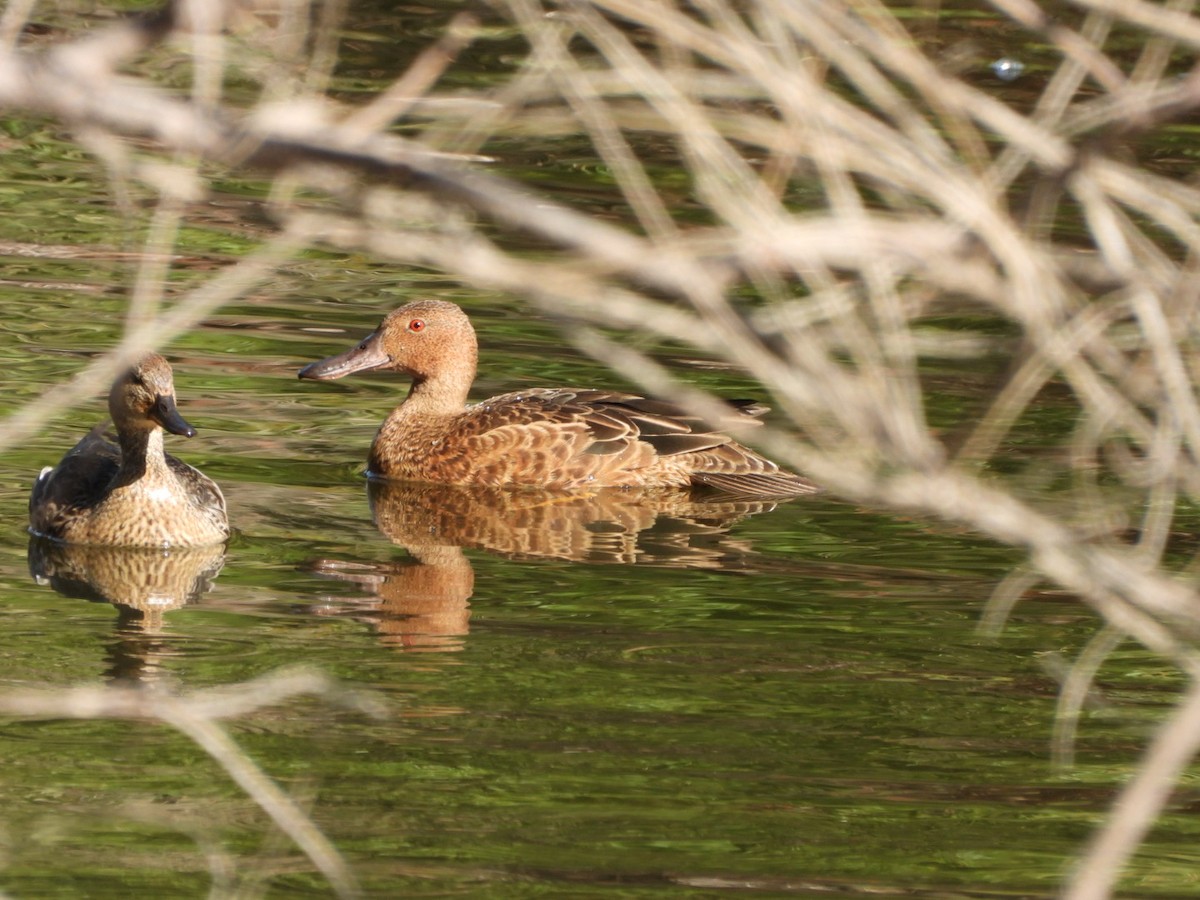 Cinnamon Teal - ML641401557