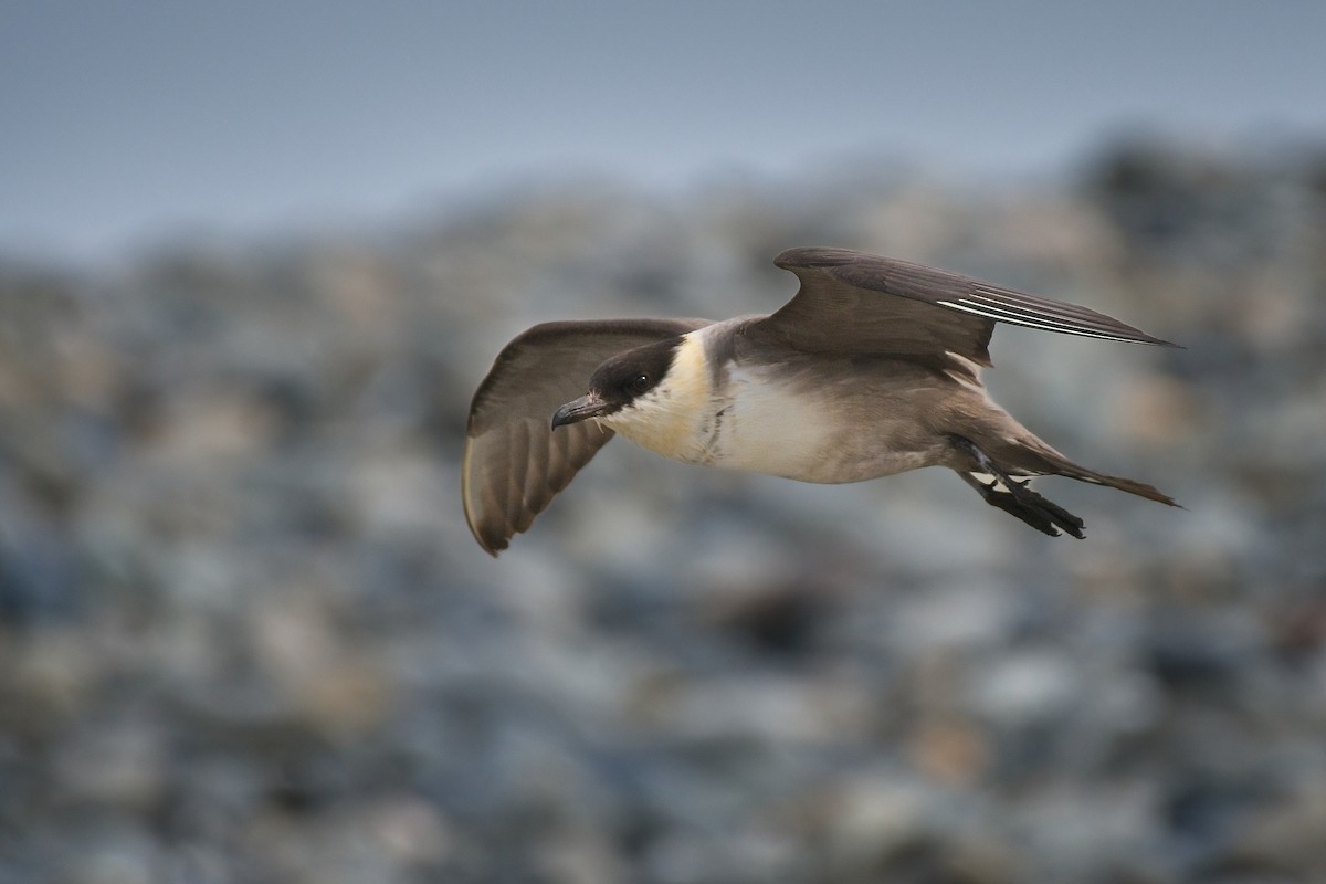 Урт сүүлт хайлгана - ML641401562