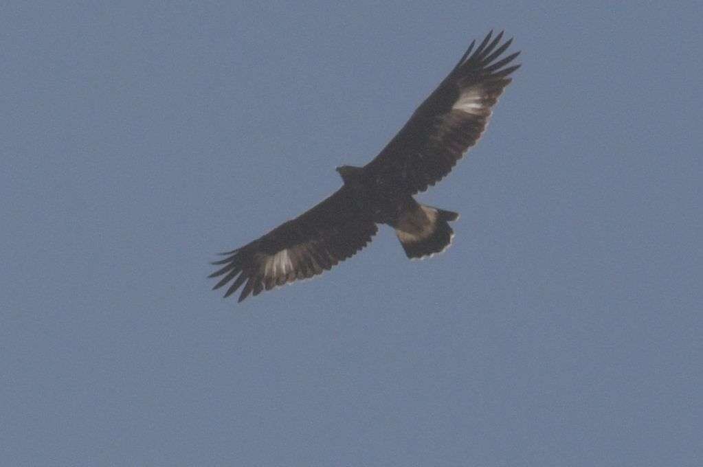 Golden Eagle - ML641401566