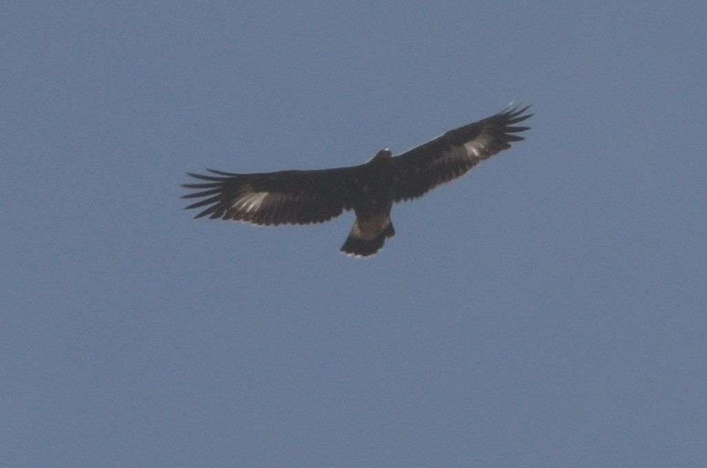 Golden Eagle - ML641401567