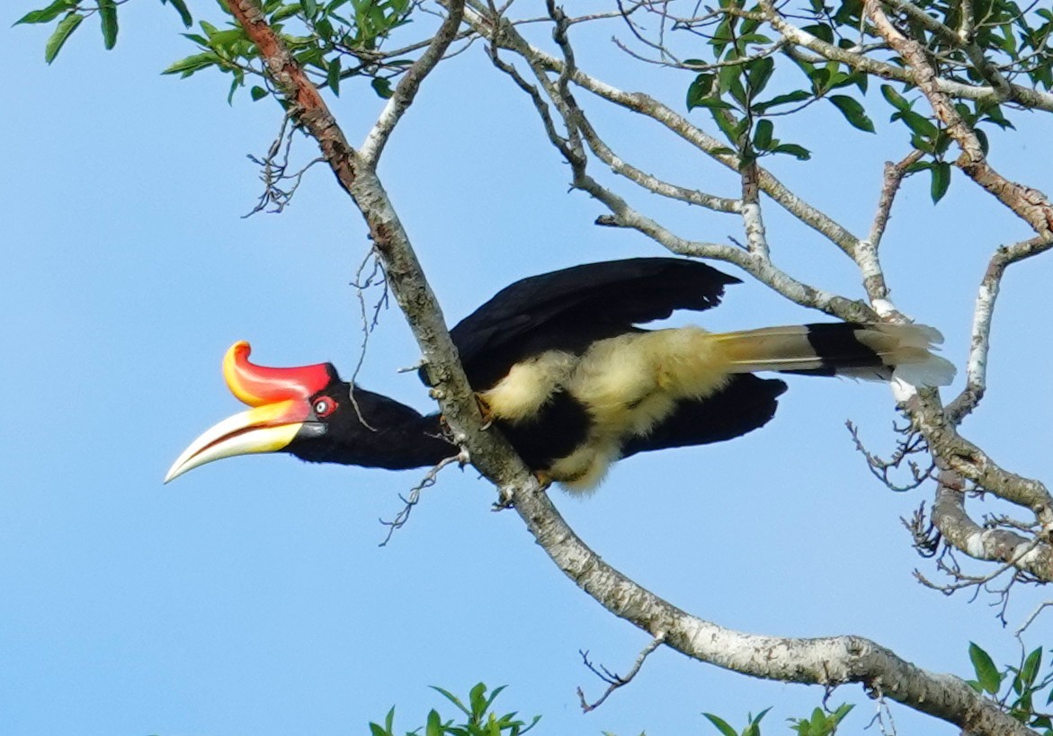 Rhinoceros Hornbill - ML641401596
