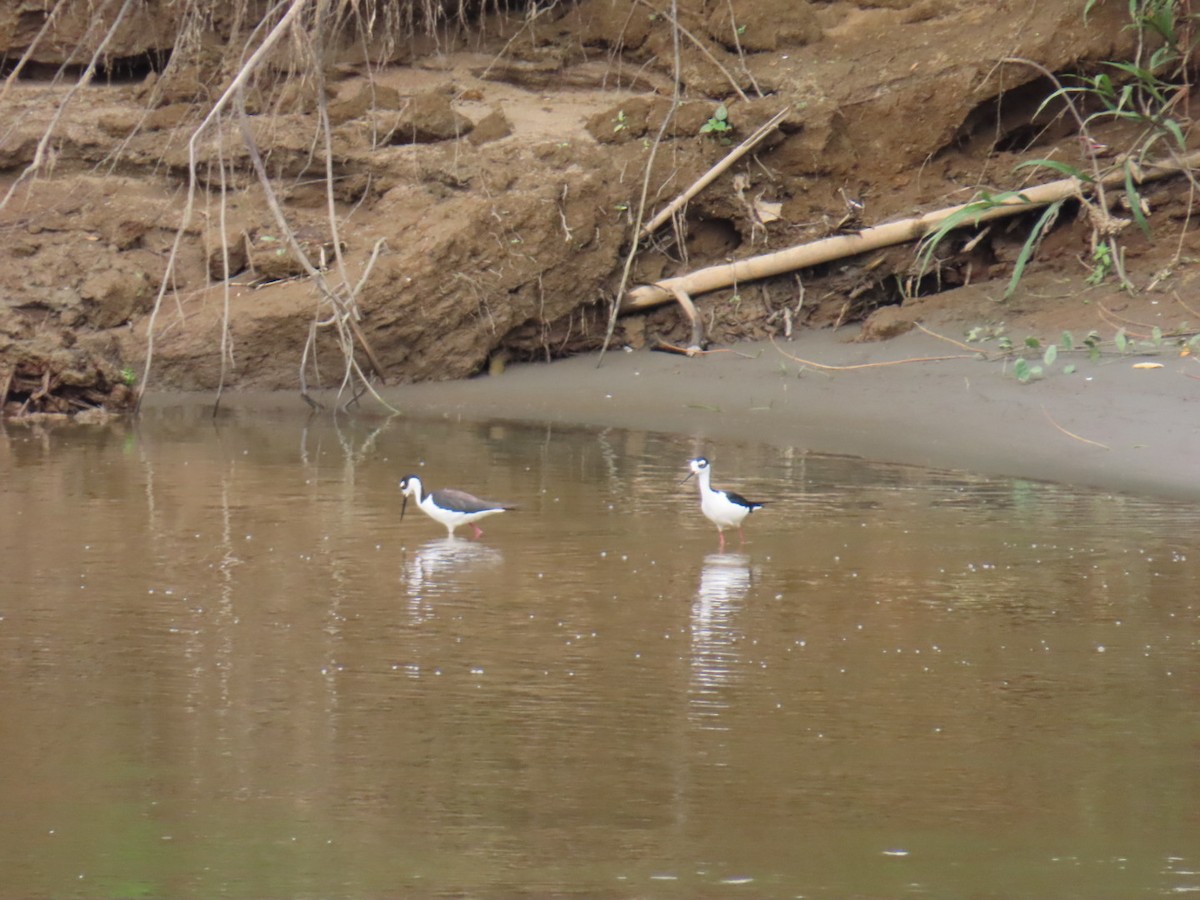 Black-necked Stilt - ML641401602