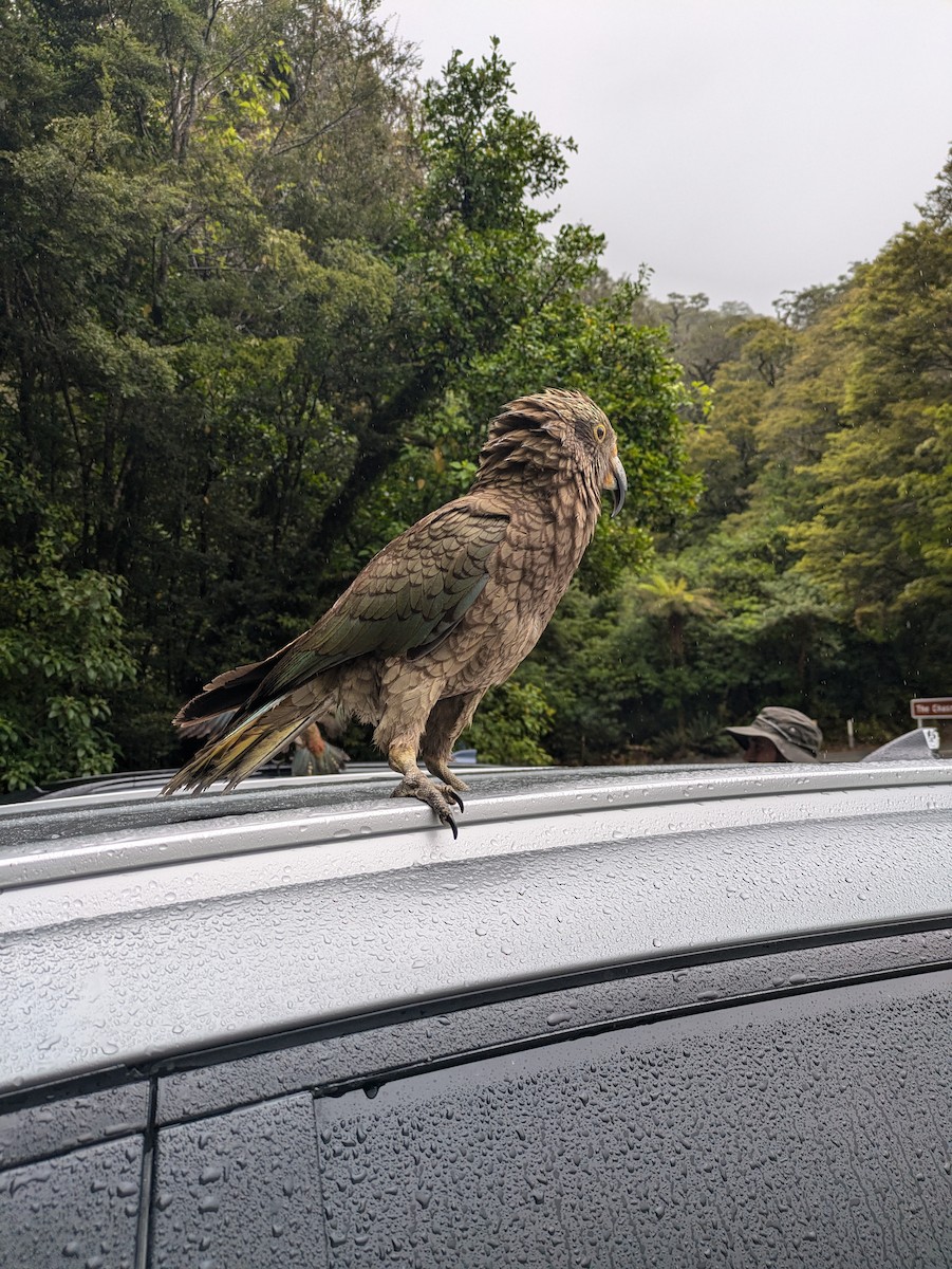 Kea - ML641401654