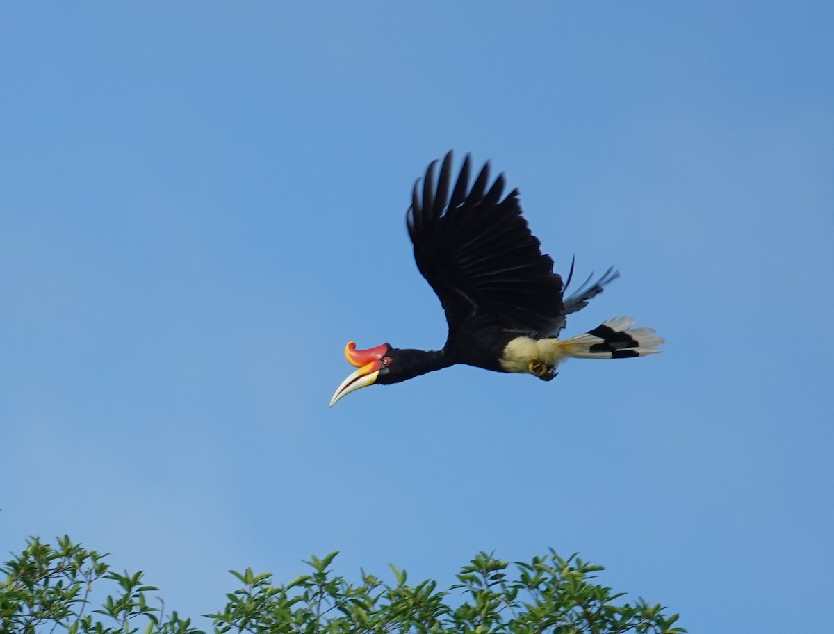 Rhinoceros Hornbill - ML641401663