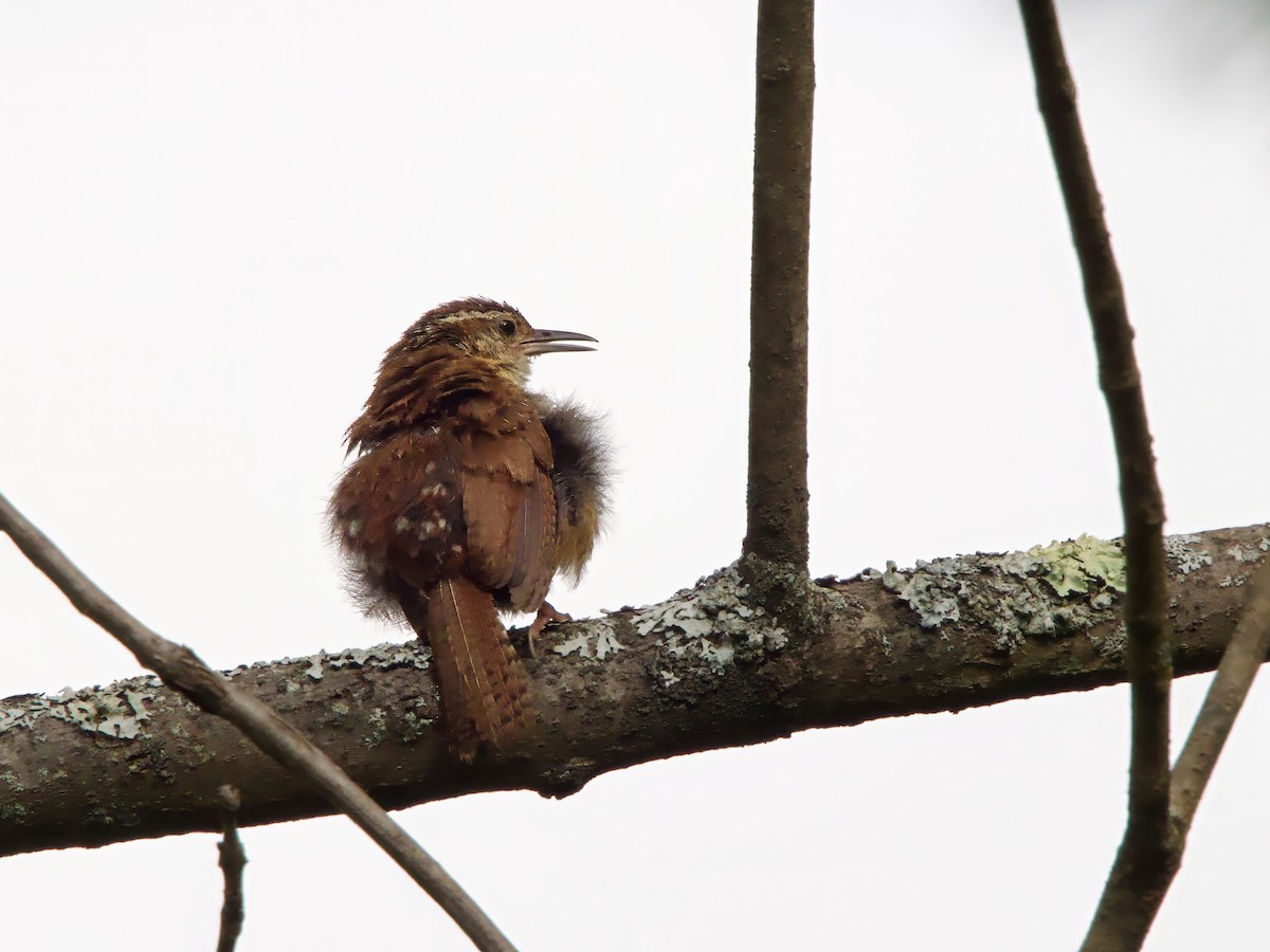 Carolina Wren - ML641401701