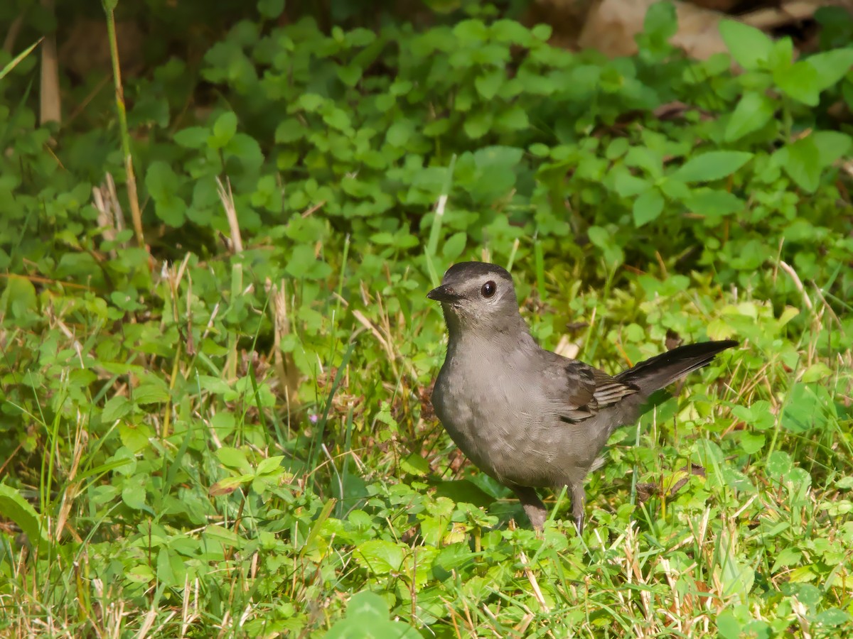 Gray Catbird - ML641401713