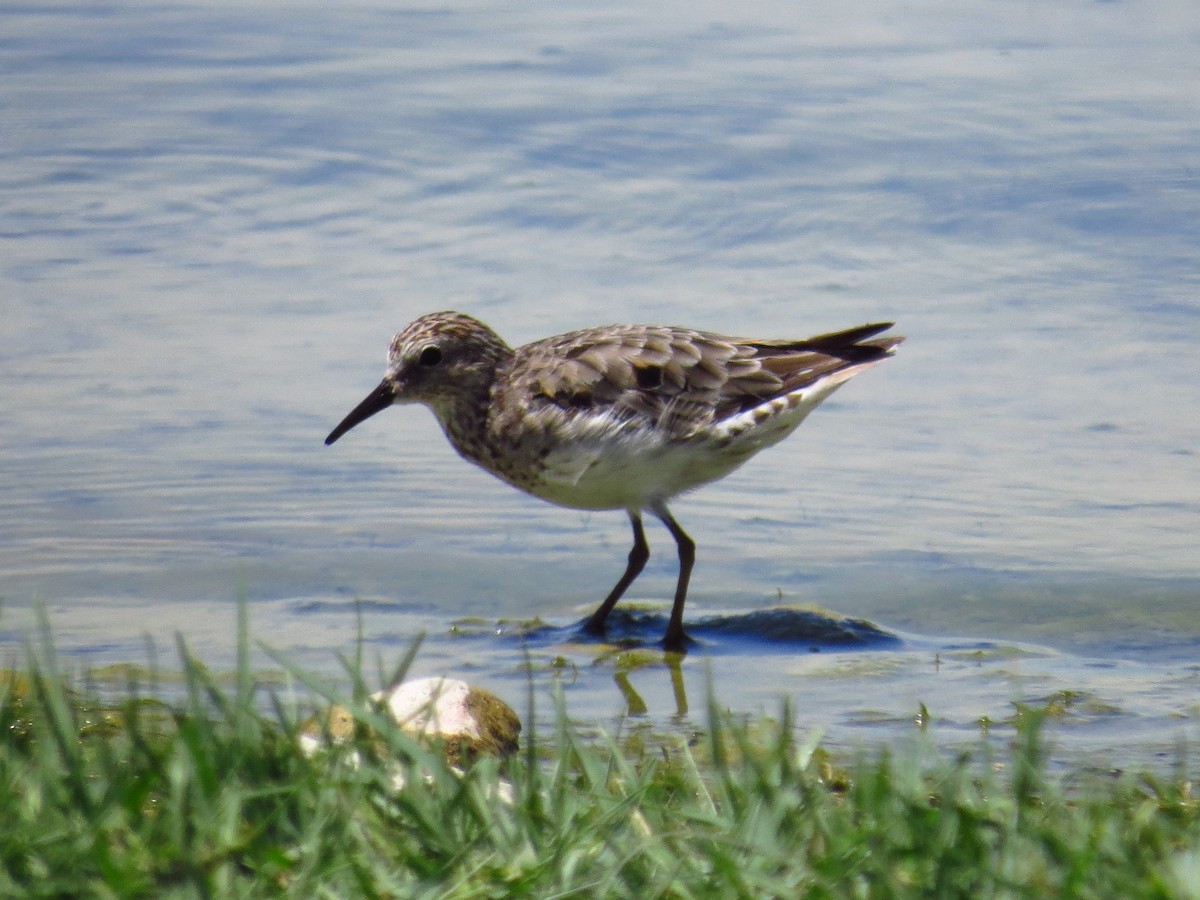 Western Sandpiper - ML641401738