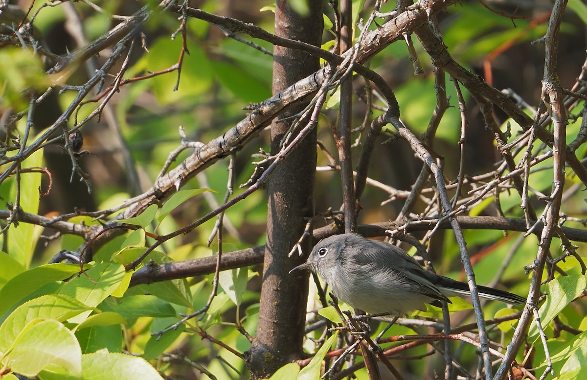 Blue-gray Gnatcatcher - ML641401744