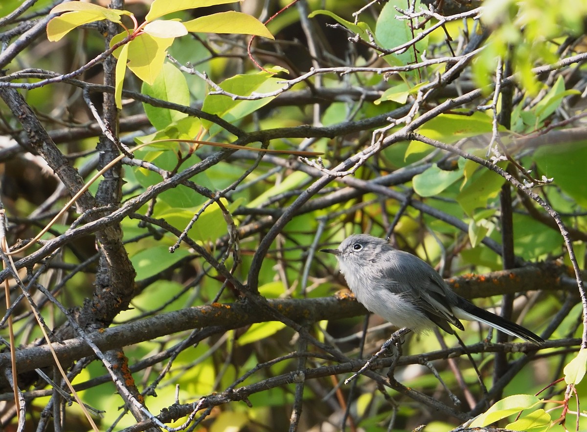 Blue-gray Gnatcatcher - ML641401757