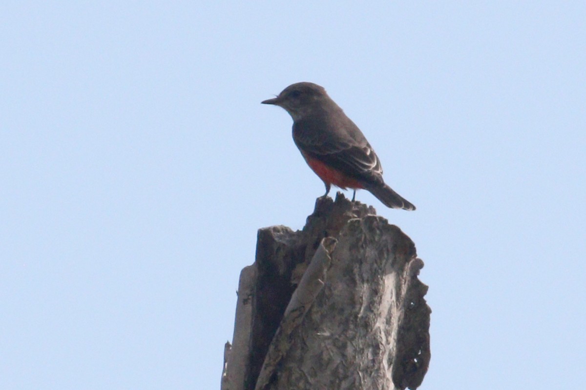 Vermilion Flycatcher - ML641401759