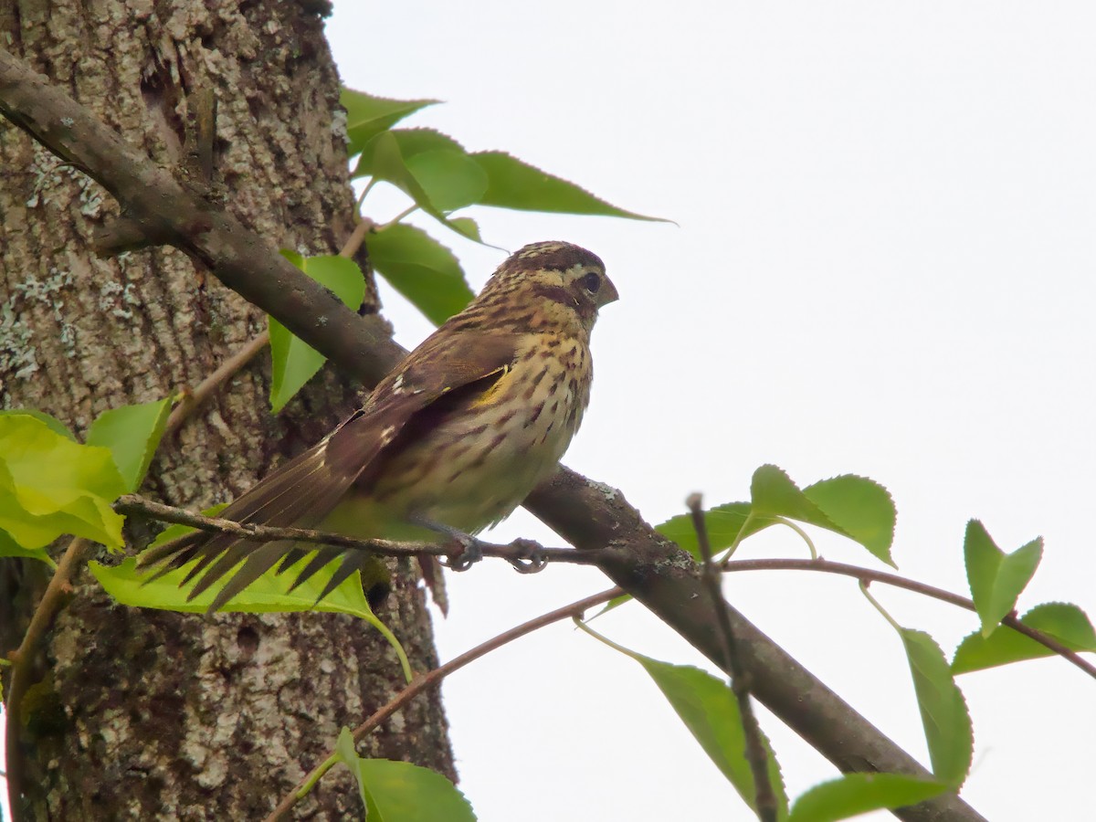 Rose-breasted Grosbeak - ML641401770