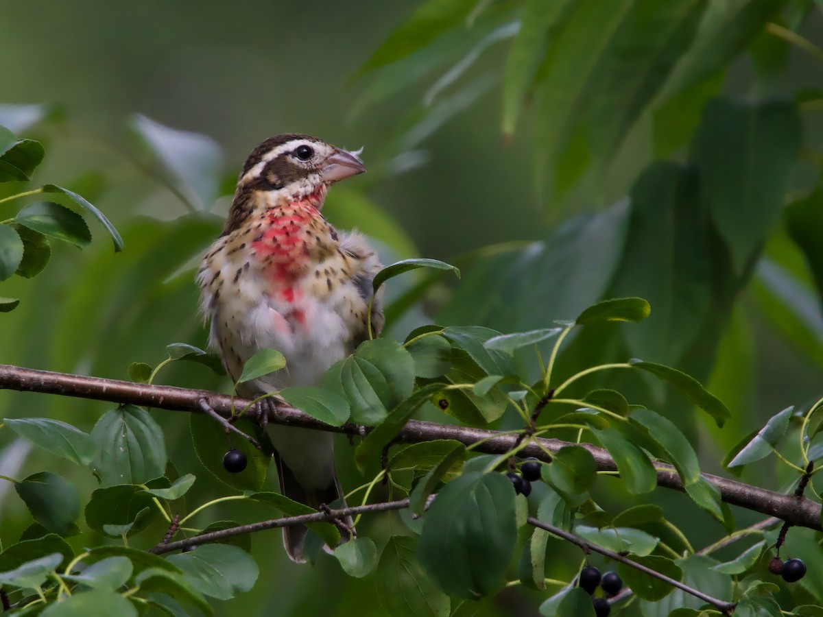 Rose-breasted Grosbeak - ML641401771