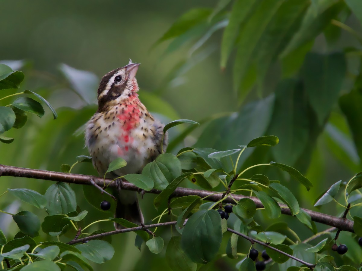 Rose-breasted Grosbeak - ML641401773