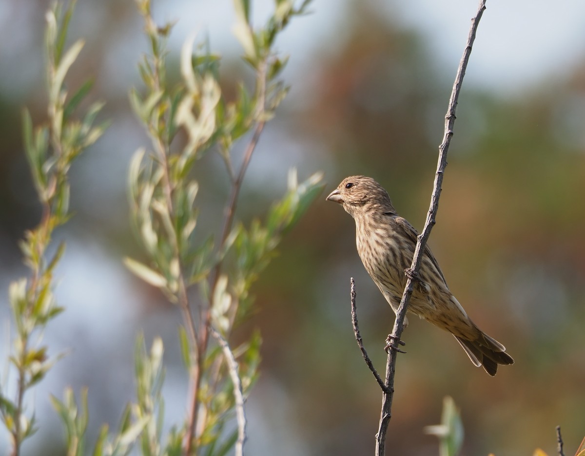 House Finch - ML641401777
