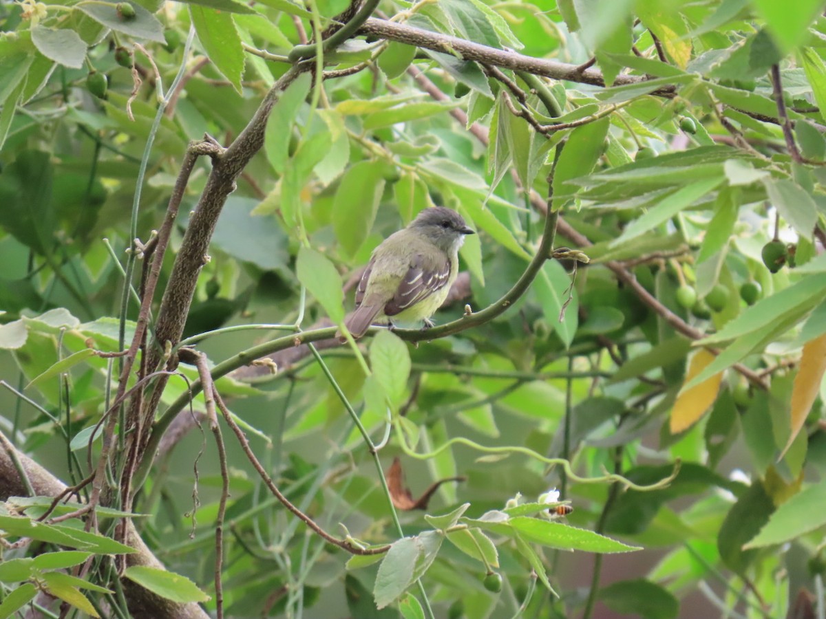 Yellow-crowned Tyrannulet - ML641401779