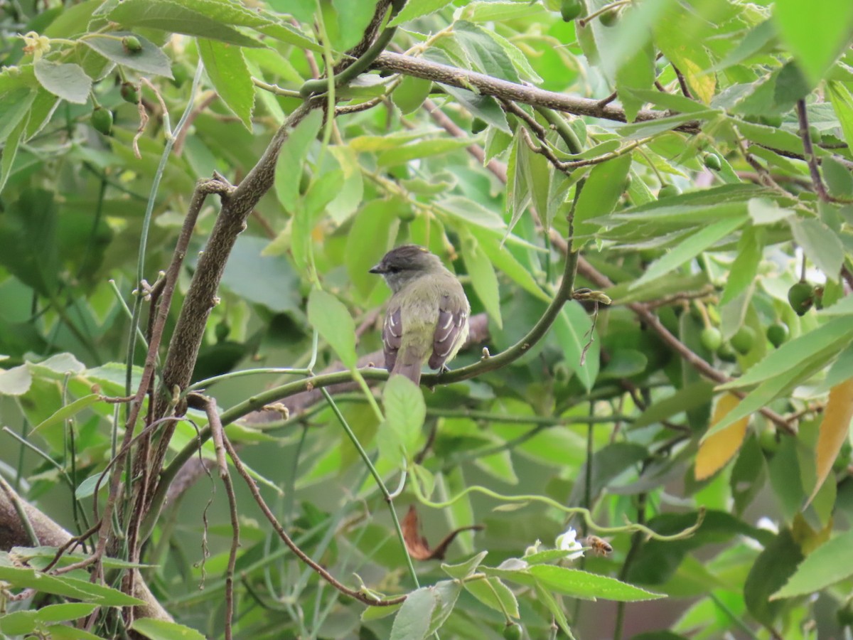 Yellow-crowned Tyrannulet - ML641401783