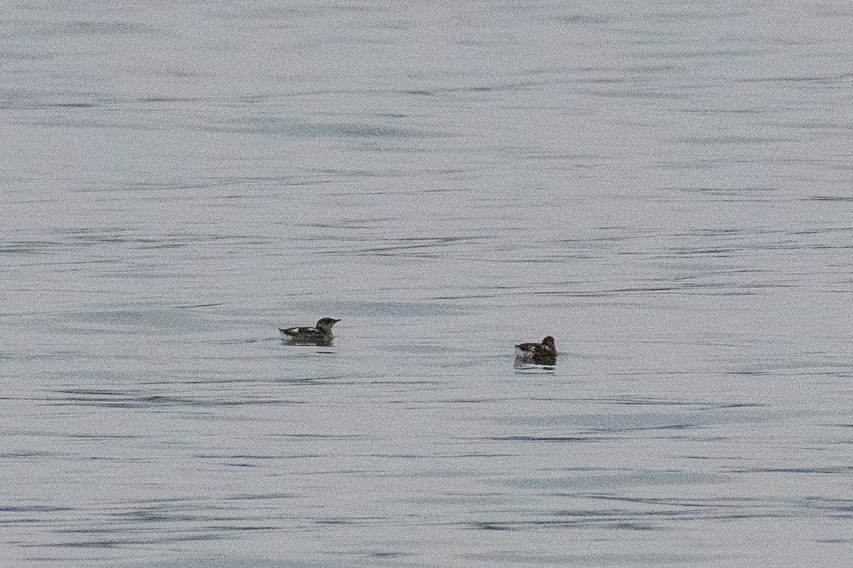 Guillemot marbré - ML641401786