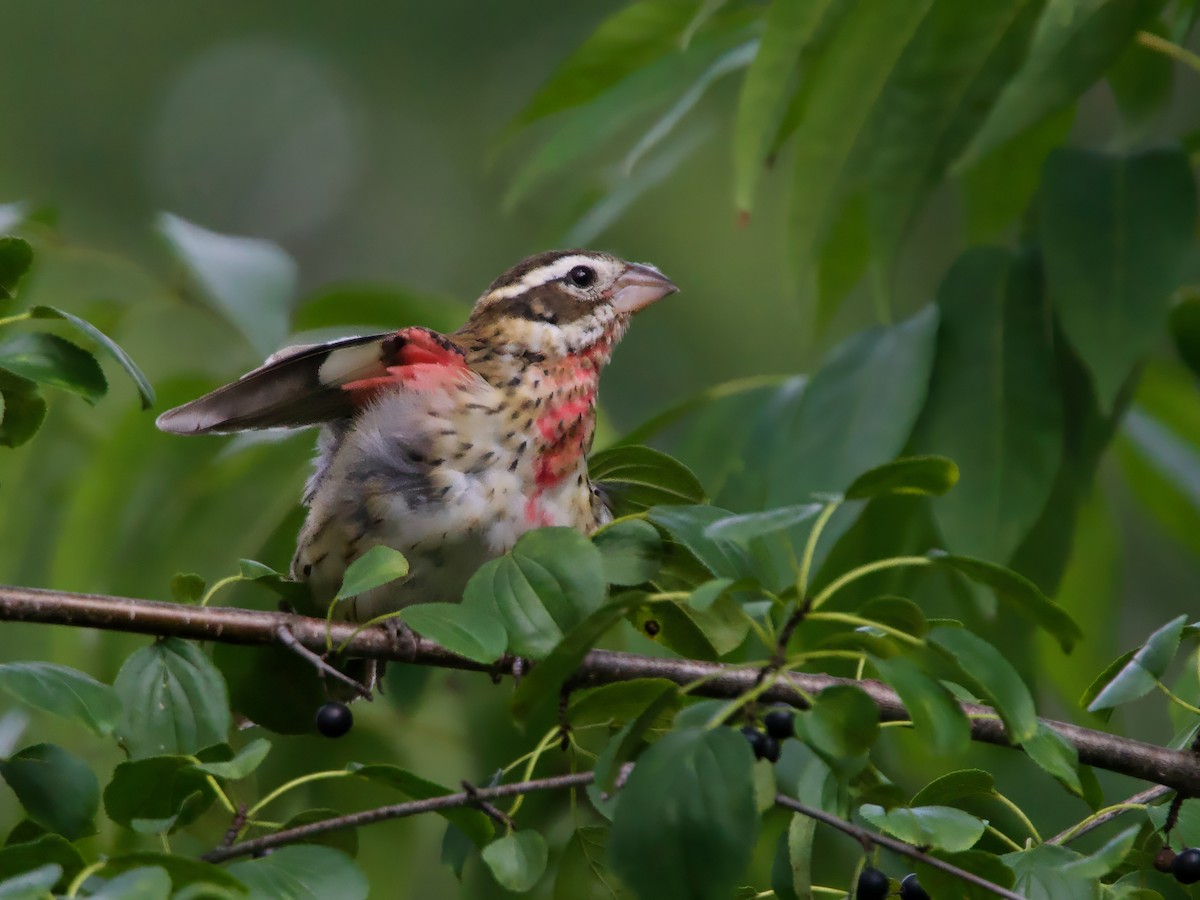 Rose-breasted Grosbeak - ML641401796