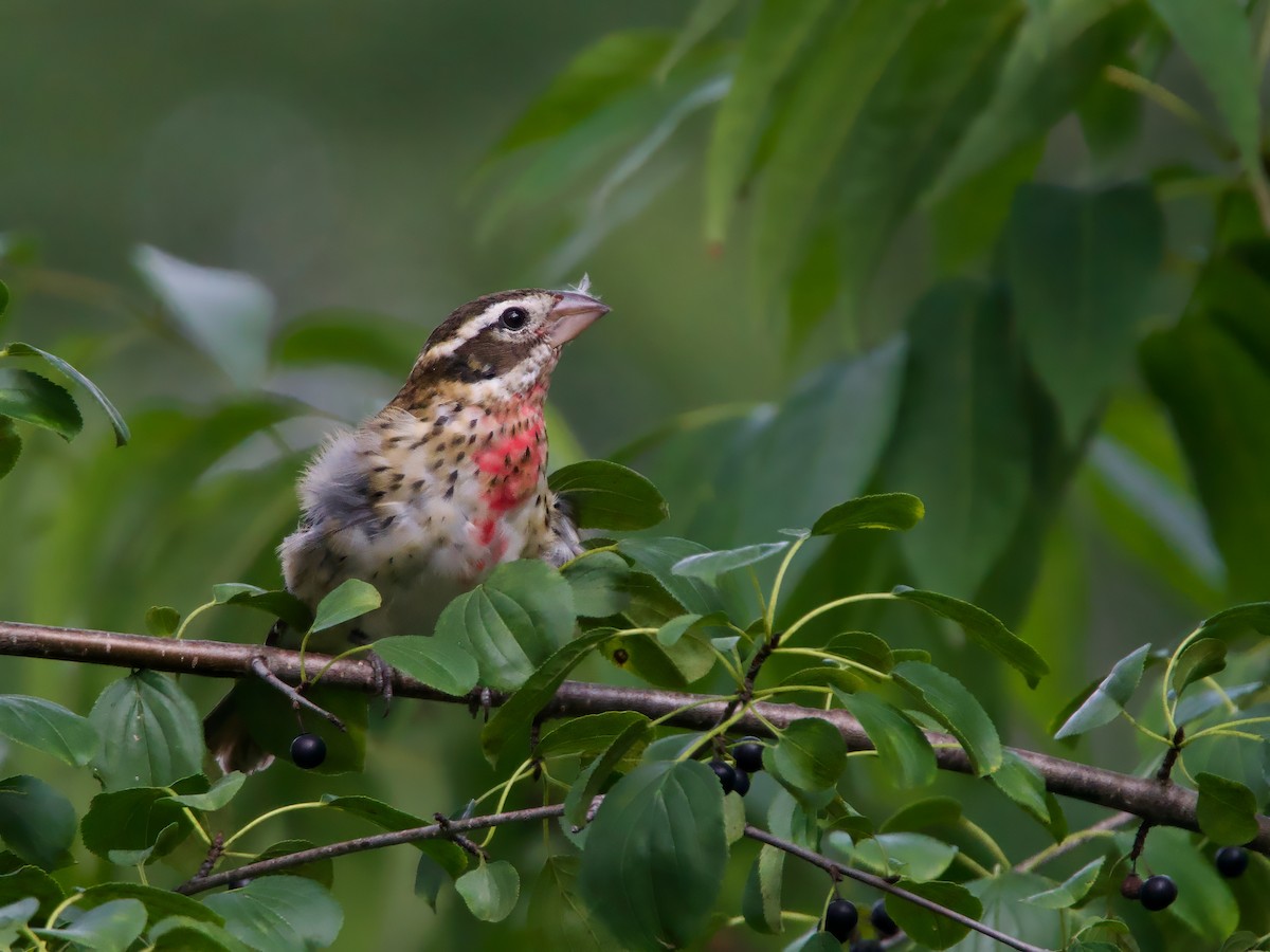 Rose-breasted Grosbeak - ML641401797