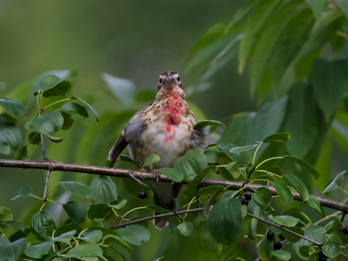 Rose-breasted Grosbeak - ML641401798
