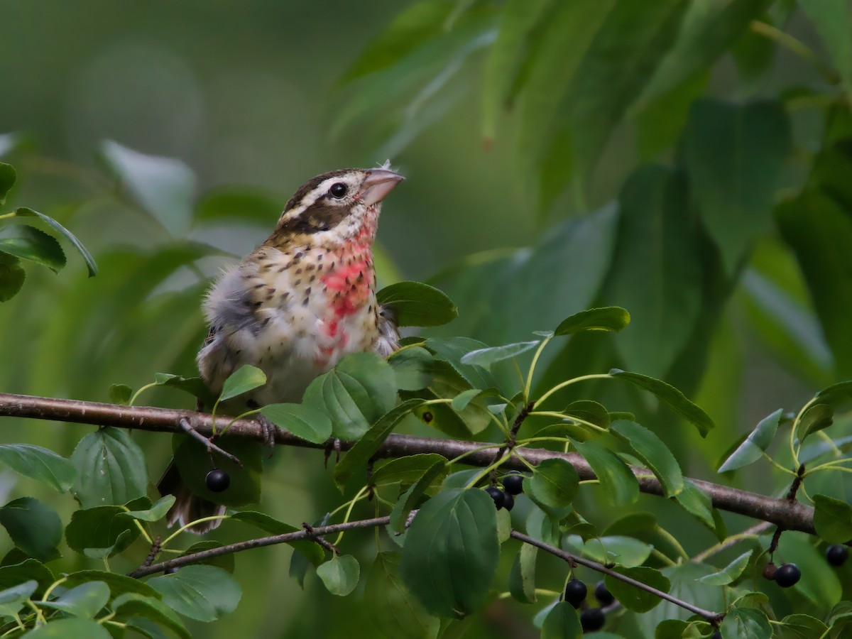 Rose-breasted Grosbeak - ML641401820