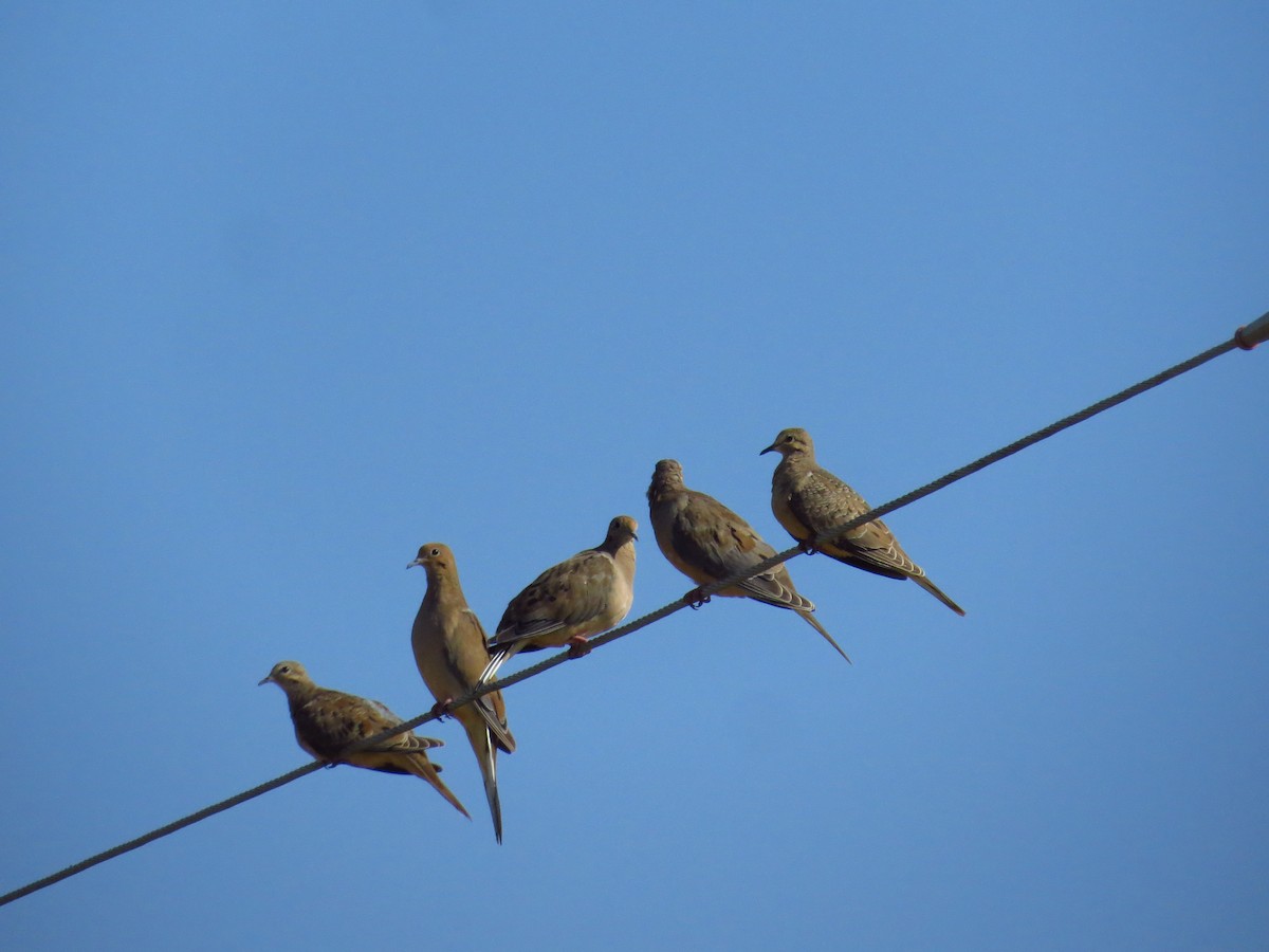 Mourning Dove - ML641401827