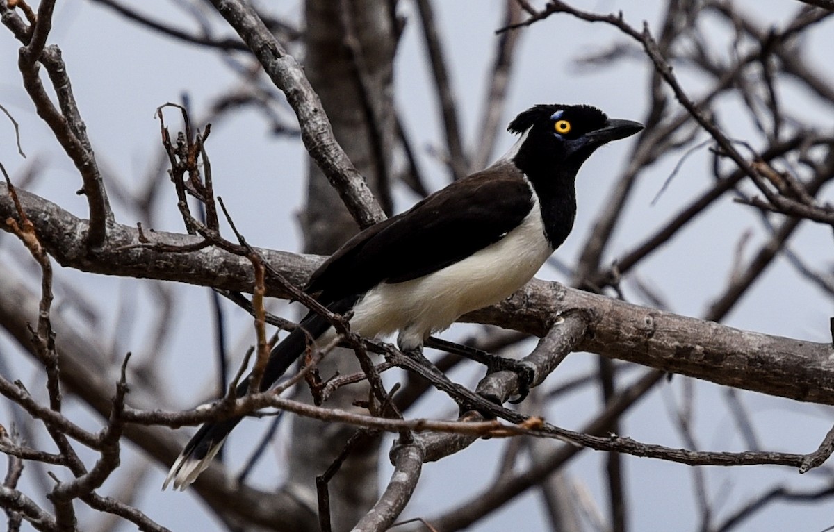 White-naped Jay - ML641401850