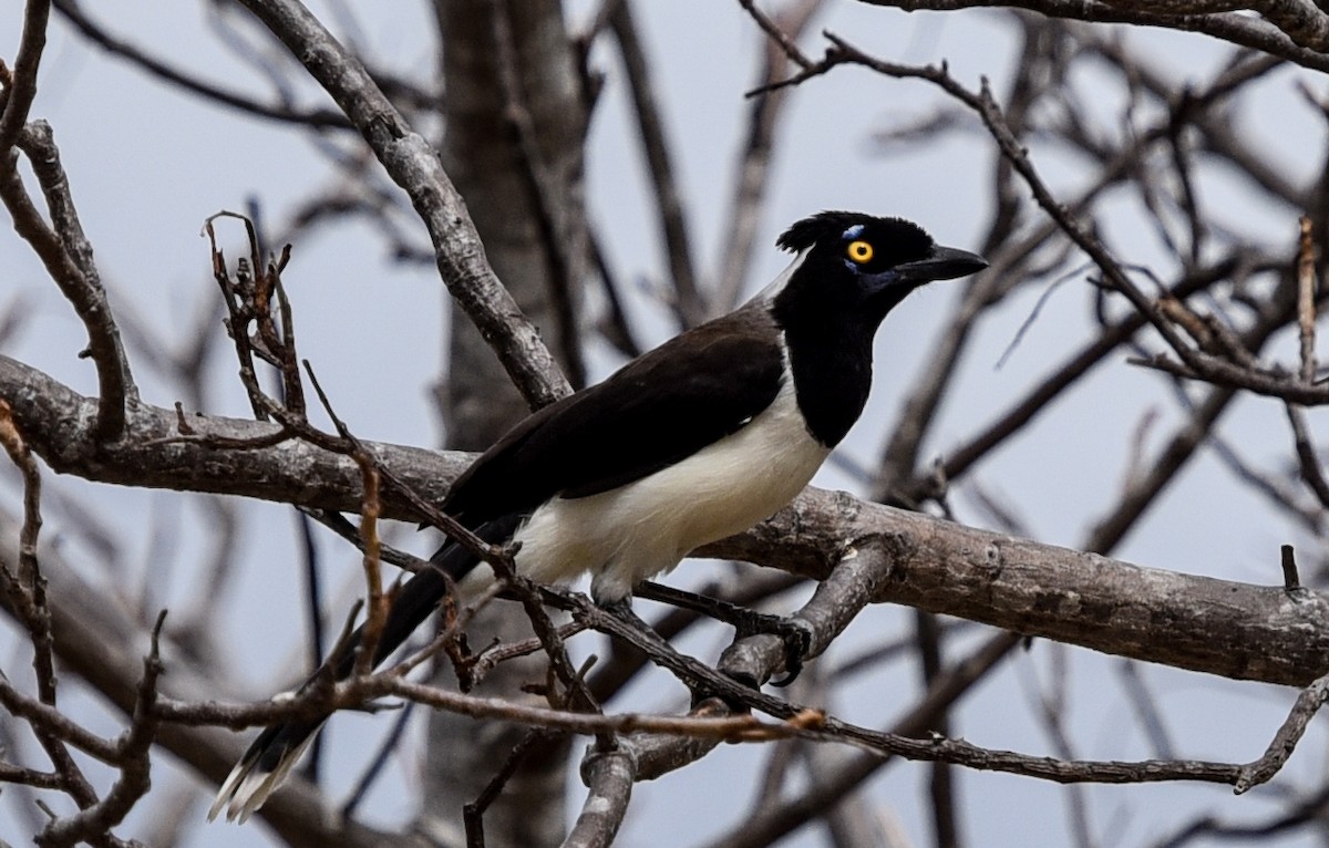 White-naped Jay - ML641401851