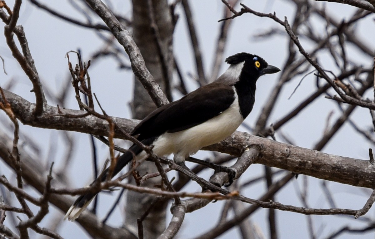 White-naped Jay - ML641401852