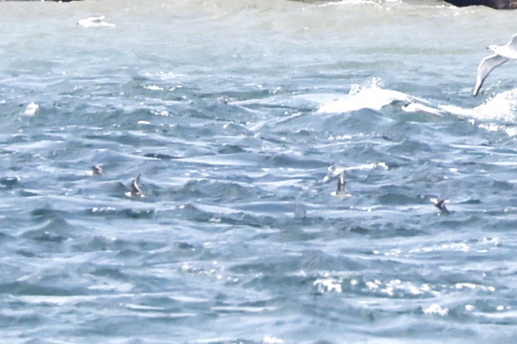 Red-necked Phalarope - ML641401867