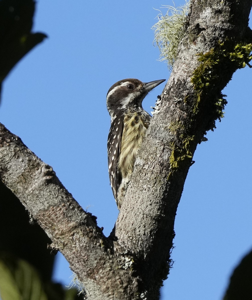 Philippine Pygmy Woodpecker - ML641401876