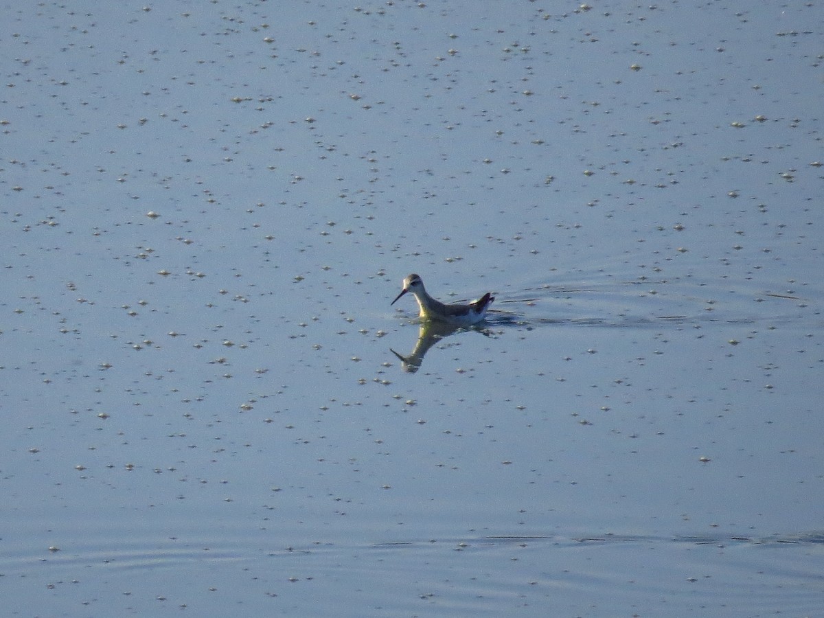 Wilson's Phalarope - ML641401888