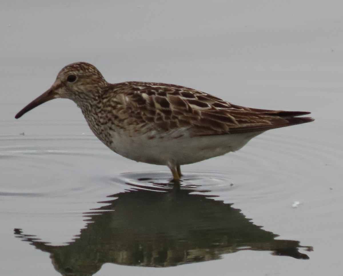 Орог элсэг - ML641401942