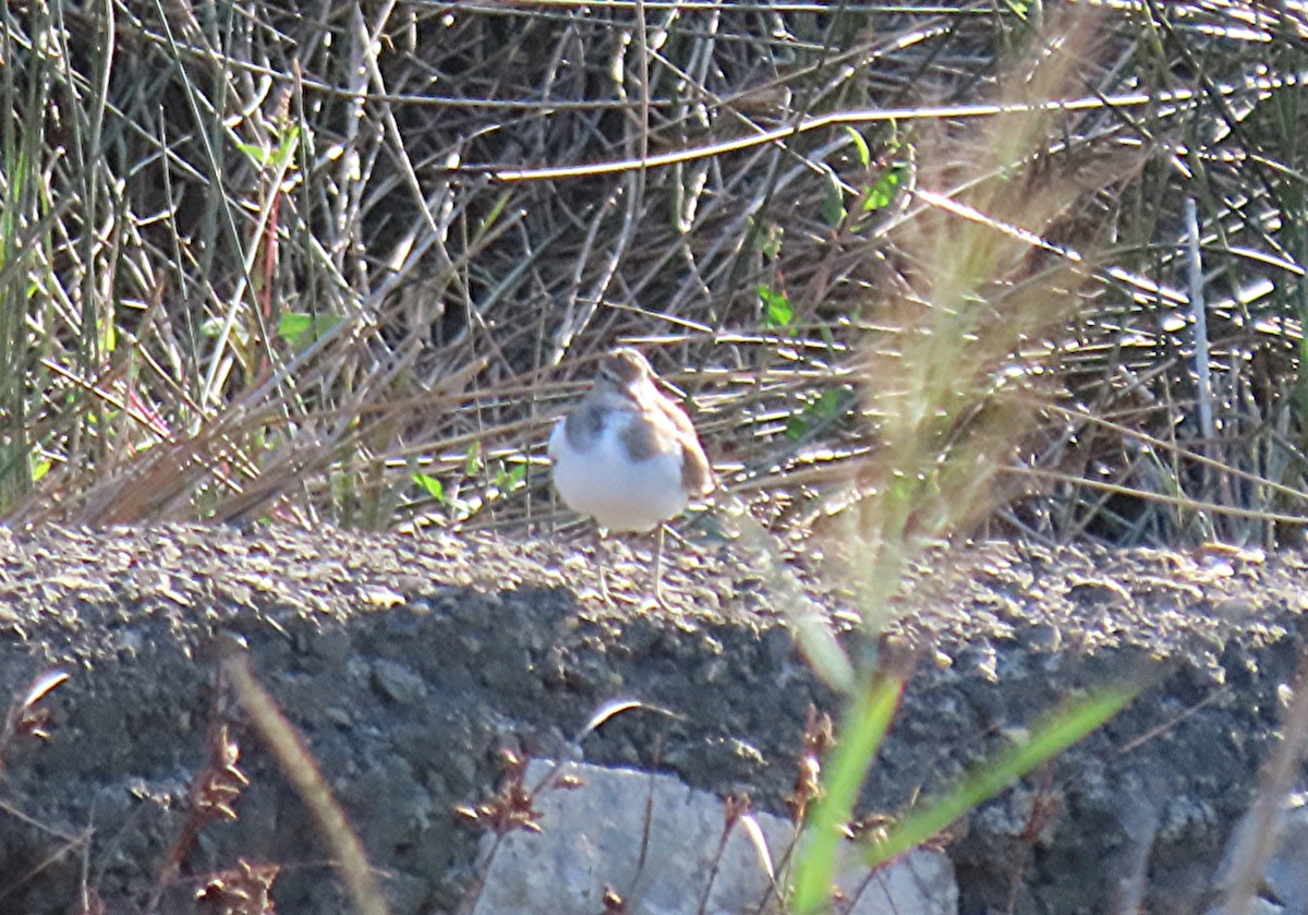 Common Sandpiper - ML641401947