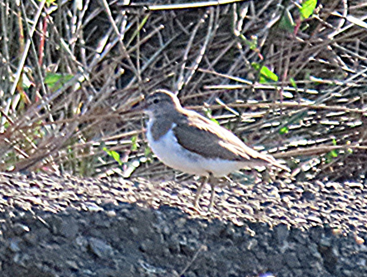 Common Sandpiper - ML641401948