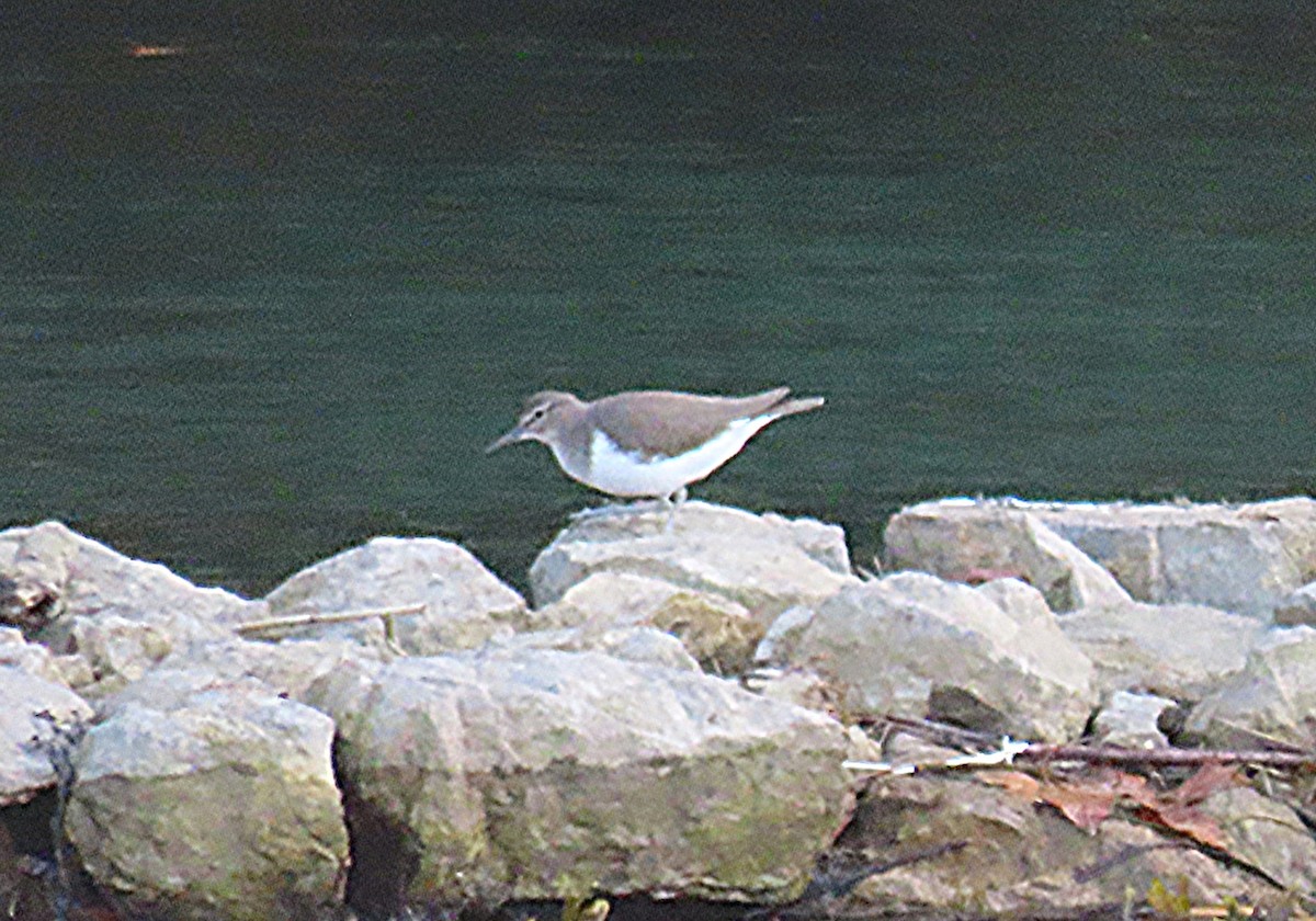 Common Sandpiper - ML641401949